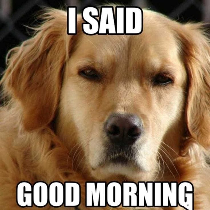 Good Morning Meme to Start Your Day with a Smile Funny Cute and Shareable 3 Good Morning Memes for Friends